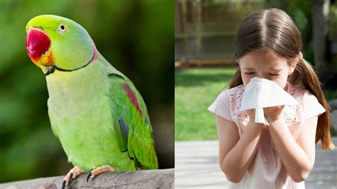 parroting symptom.
